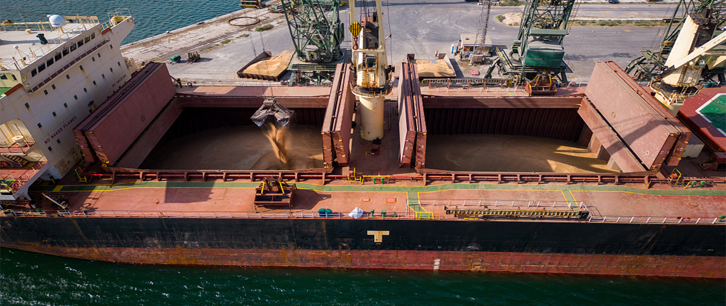 Transportation of grain by bulk carrier